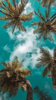 palm trees reaching up into the sky with clouds in the back ground and below them