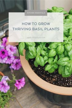 a potted basil plant with purple flowers in it and the words how to grow thriving basil plants