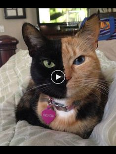 a cat sitting on top of a bed next to a tv screen with the caption's name