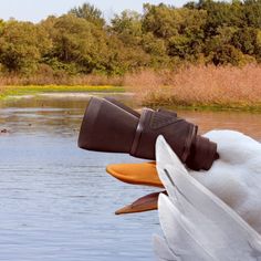 a white bird with a camera on it's head looking at ducks in the water