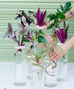 four vases with plants in them on a white countertop next to a green wall