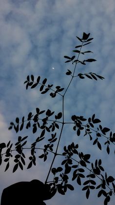 the silhouette of an elephant standing next to a tree with leaves on it's branches