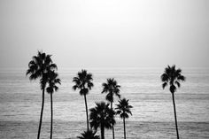 black and white photograph of palm trees in front of the ocean