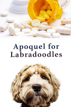 apoquel for labradoodles Dog Allergies, Allergy Symptoms, Alternative Treatments, Skin Allergies, Mixed Breed Dogs, Labradoodle