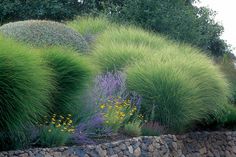 some very pretty green plants by the rocks