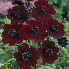 some very pretty red flowers in the grass