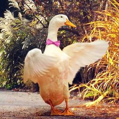 a white duck with its wings spread out on the ground in front of some bushes