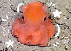 an orange animal laying on the ground with white stars around it's head and eyes