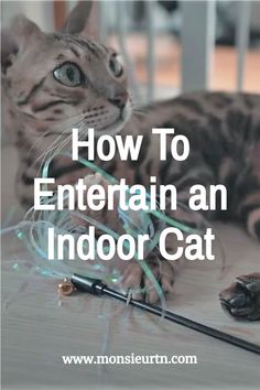 a cat laying on top of a wooden floor next to an electrical wire with the words how to entertain an indoor cat