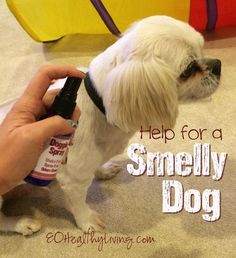 a small white dog standing on top of a carpet next to a person holding a bottle