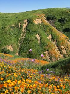 wildflowers blooming on the side of a mountain in california's san francisco mountains