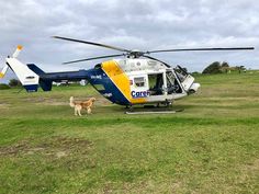 a dog standing next to a helicopter on top of a grass covered field in front of a large white and yellow helicopter