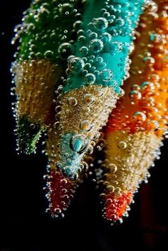 colorful pencils with water droplets on them sitting in front of a black background,