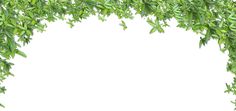 green leaves are growing on the branches of an arch in front of a white background