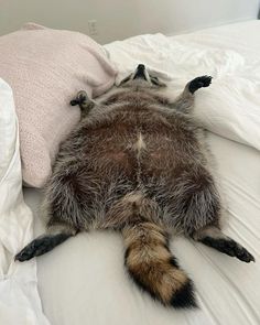 a furry animal laying on top of a bed with white sheets and pillows in front of it