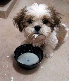 a small brown and white dog sitting next to a bowl of water on the floor