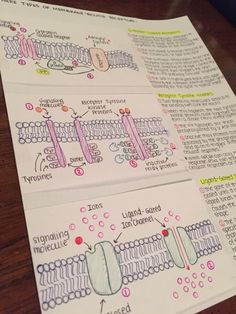 the diagram shows different types of cell lines