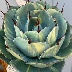 a large plant with green leaves on it's head and red stems in the center