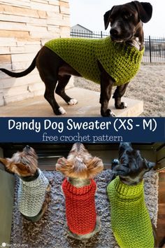 there are three dogs wearing sweaters on the same page and one is in different colors