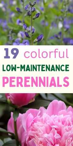 pink flowers with the words 19 colorful low maintenance perennials