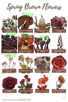 an image of flowers that are blooming in the spring and fall season, including red roses