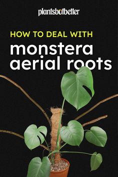 how to deal with monstera aerial roots by plantsbubbleler on amazon