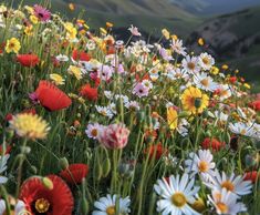 a field full of wildflowers and daisies with mountains in the back ground