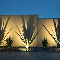 some plants and lights in front of a white wall at night with no one on it