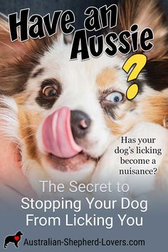 a dog with its tongue hanging out and the words have an aussie on it