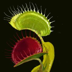 two green and red flowers on a black background