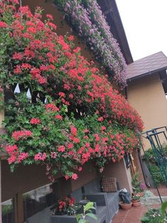 flowers growing on the side of a building