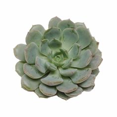 a close up of a green plant on a white background