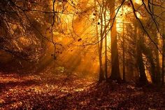 the sun is shining through the trees and leaves in the forest with yellow light coming from behind them