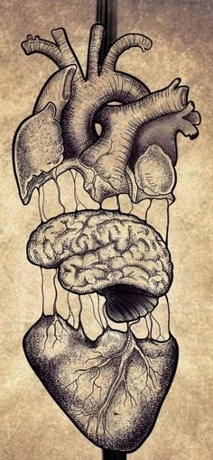 an artistic drawing of the human heart