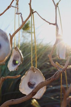 several seashells hanging from a tree branch with the sun shining through them and some grass in the background