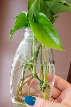 a hand holding a glass vase filled with water and plants