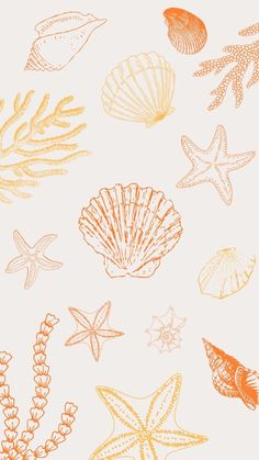 an image of sea shells and starfishs on a white background with orange ink