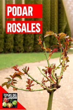 a close up of a plant with flowers in the foreground and an advertisement for podar rosales