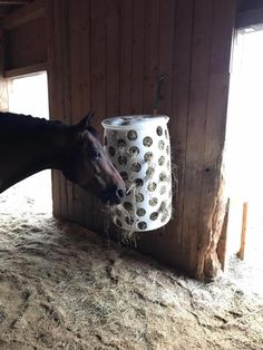 a horse eating hay out of a bucket