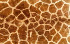 the word mama africa written on a giraffe's skin is shown in black