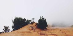 trees on top of a hill in the fog