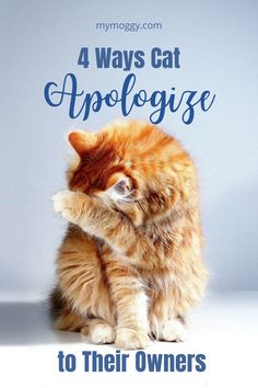 an orange cat sitting on top of a white table next to a sign that says ways to make all - natural cat repellent