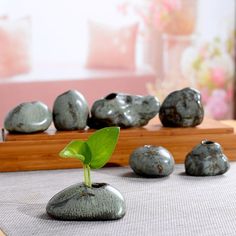 a small green plant growing out of a rock on top of a table next to other rocks