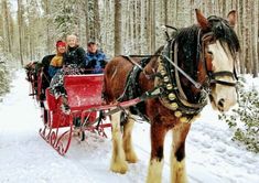 people riding in a horse drawn sleigh through the woods