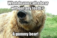 a close up of a bear with the caption what do you call a bear without any teeth?