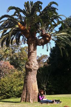 a woman sitting on the ground under a palm tree