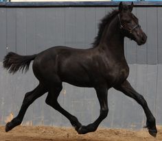 a black horse is galloping in an enclosed area with a blue wall behind it