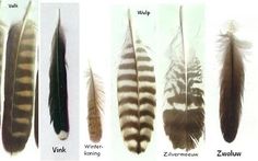 several different types of feathers are shown