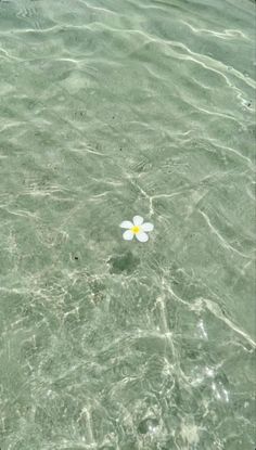 a lone flower floating in the ocean water