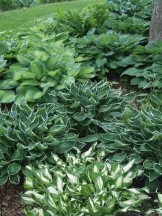 some green and white plants in the grass